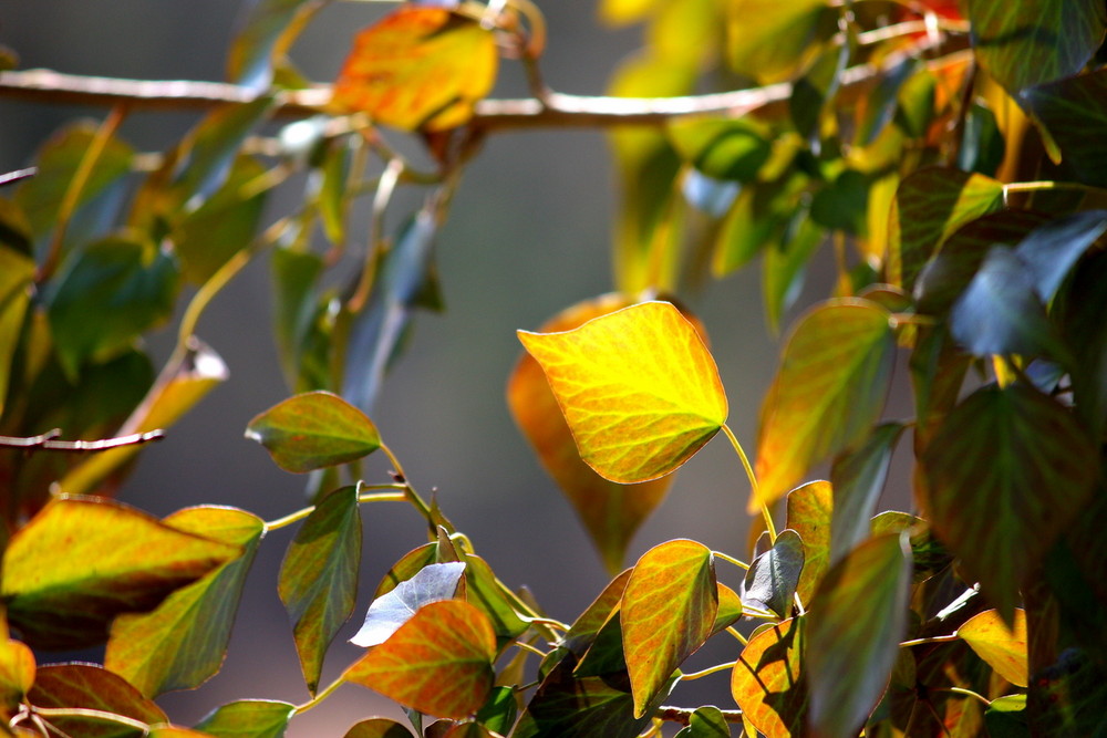 Soleil sur lierre