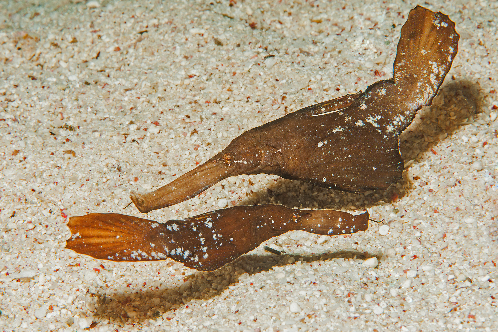 Solenostomus cyanopterus