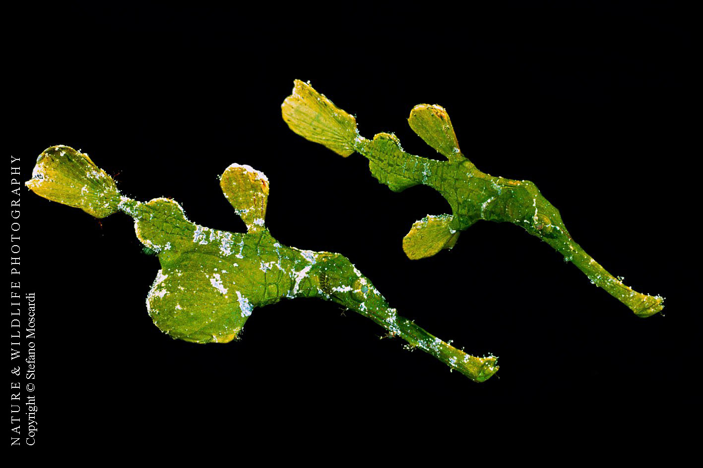 Solenostomus halimeda - Uepi (Solomon Is.)