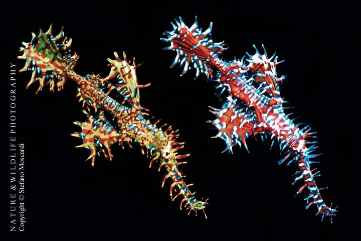 Solenostomus paradoxus (Two females) - Lembeh strait (Indonesia)