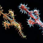 Solenostomus paradoxus (Two females) - Lembeh strait (Indonesia)