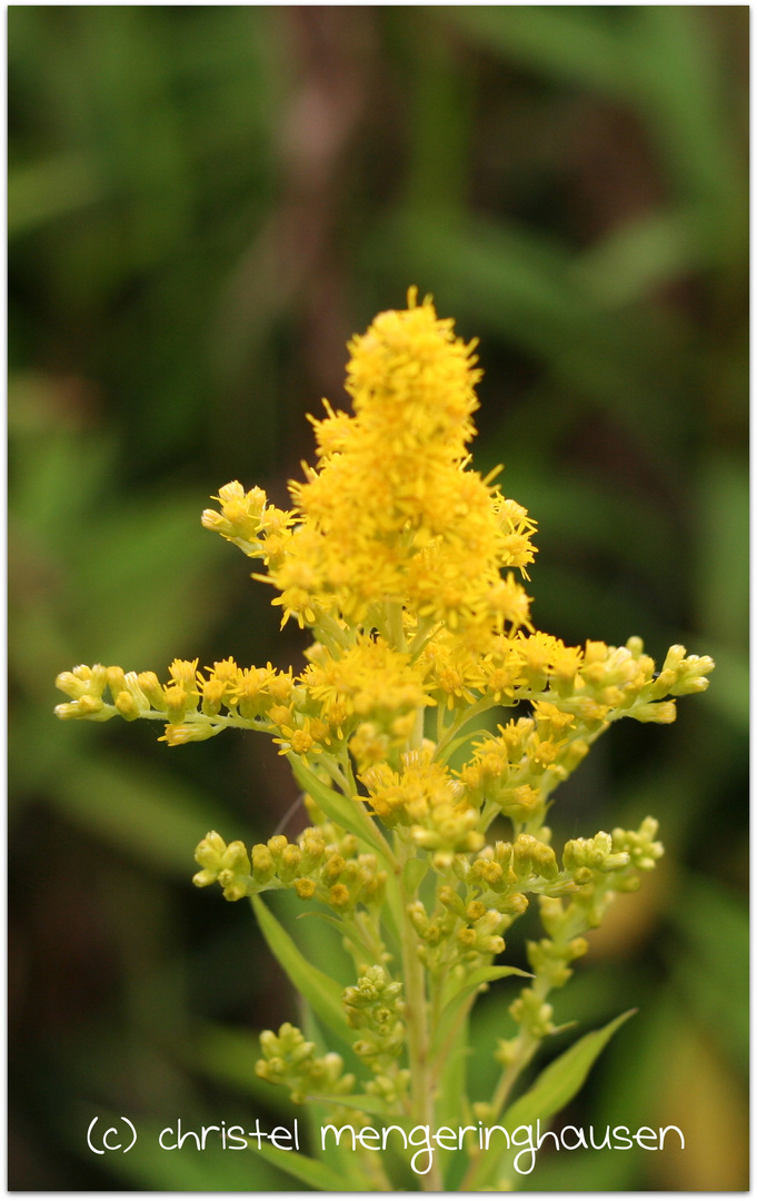 Solidago