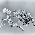 Solidago