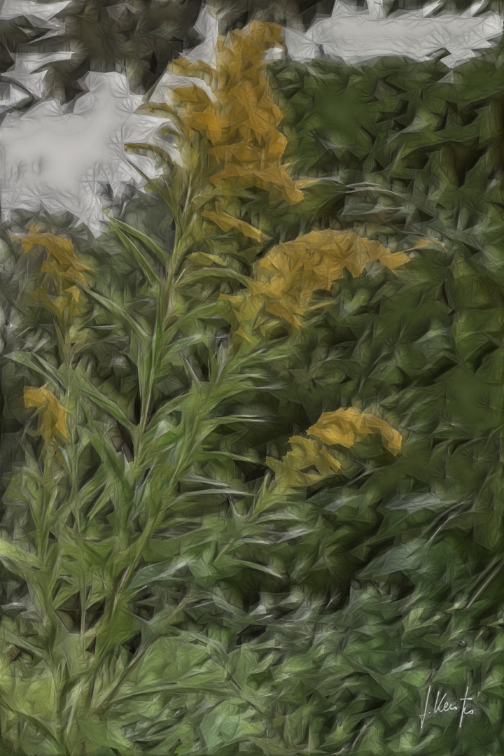 "Solidago"