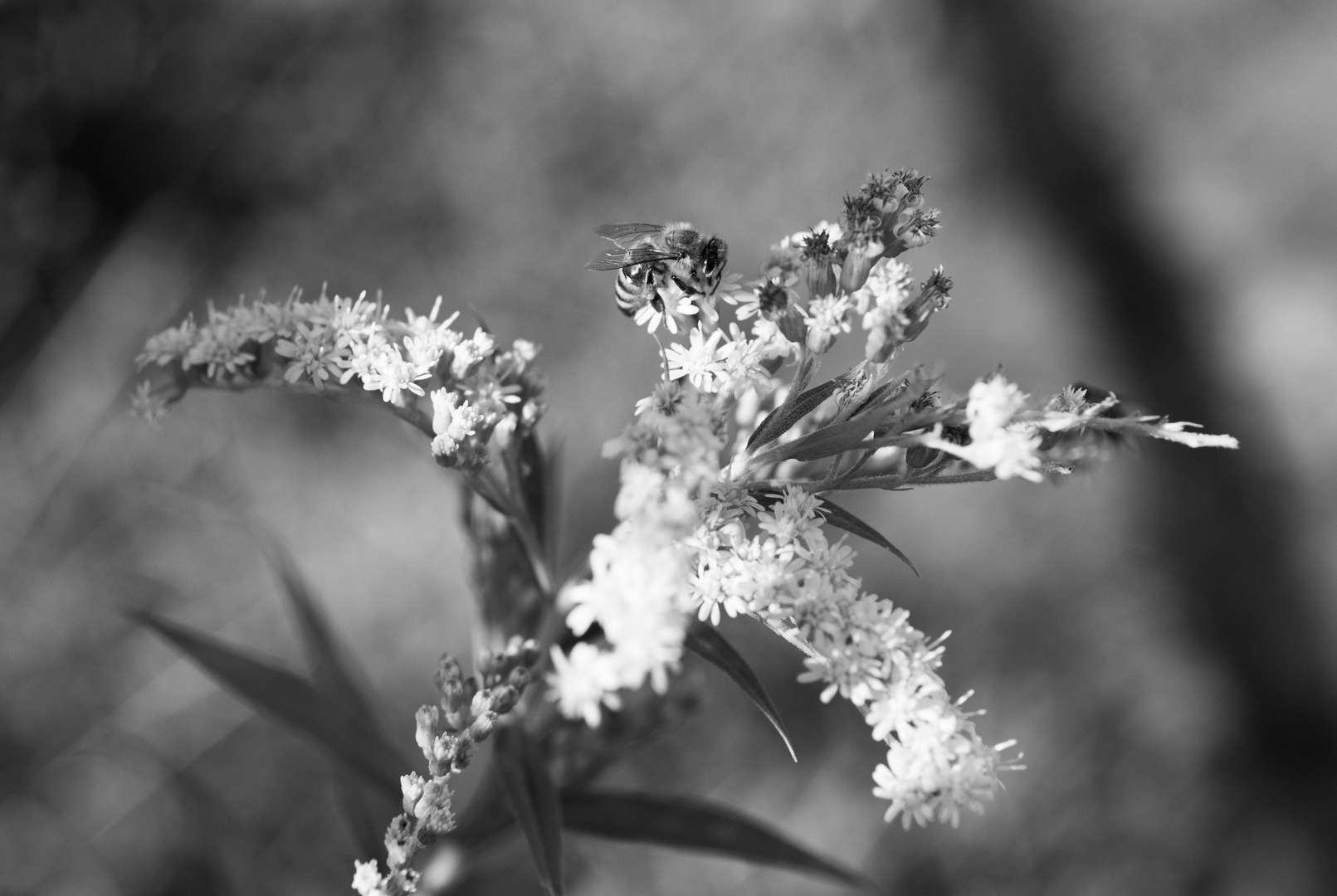 Solidago