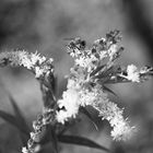 Solidago