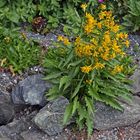 Solidago alpestris- Alpengoldrute, die von 1300 - 2700m oft vorkommt