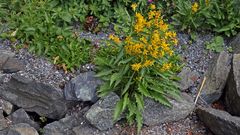 Solidago alpestris- Alpengoldrute, die von 1300 - 2700m oft vorkommt