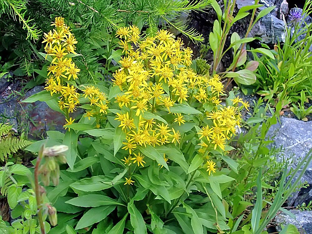 Solidago alpestris - Alpengoldrute   (S. v. ssp. minúta) in Flora Helvetica