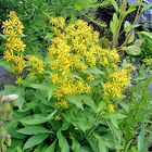 Solidago alpestris - Alpengoldrute   (S. v. ssp. minúta) in Flora Helvetica