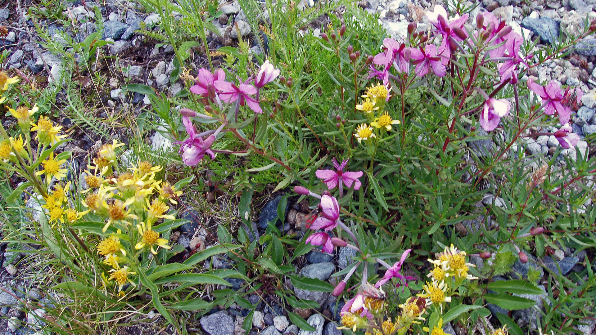 Solidago alpestris und Epilobium fleischeri  am Ende des Feegletschers  im Wallis...