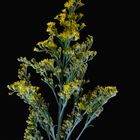 Solidago Gigantea -  Riesengoldrute