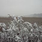 Solidago mit Schneemütze