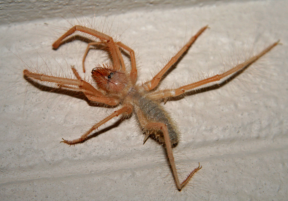 Solifugae