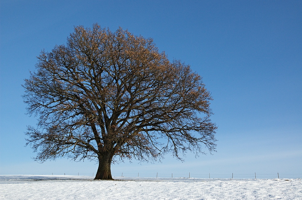 Solitär