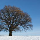 Solitär