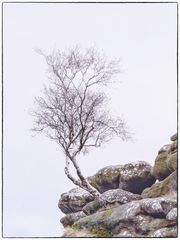 Solitär