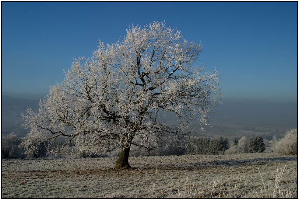 Solitär (3)