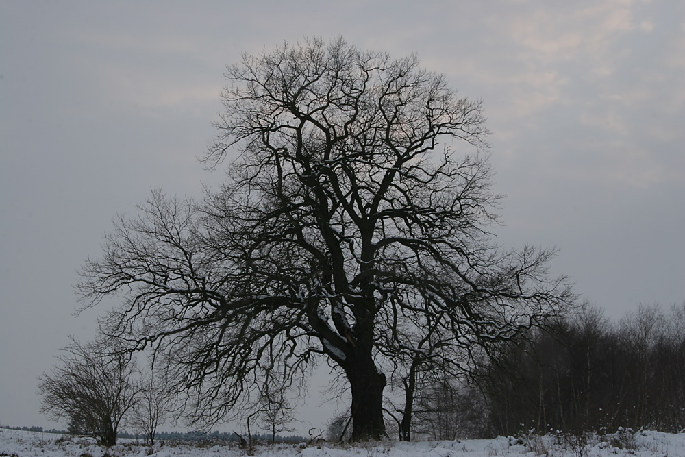 Solitär