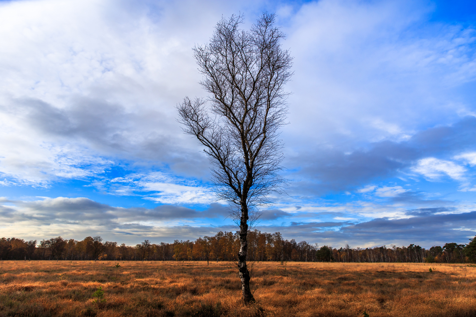 Solitär