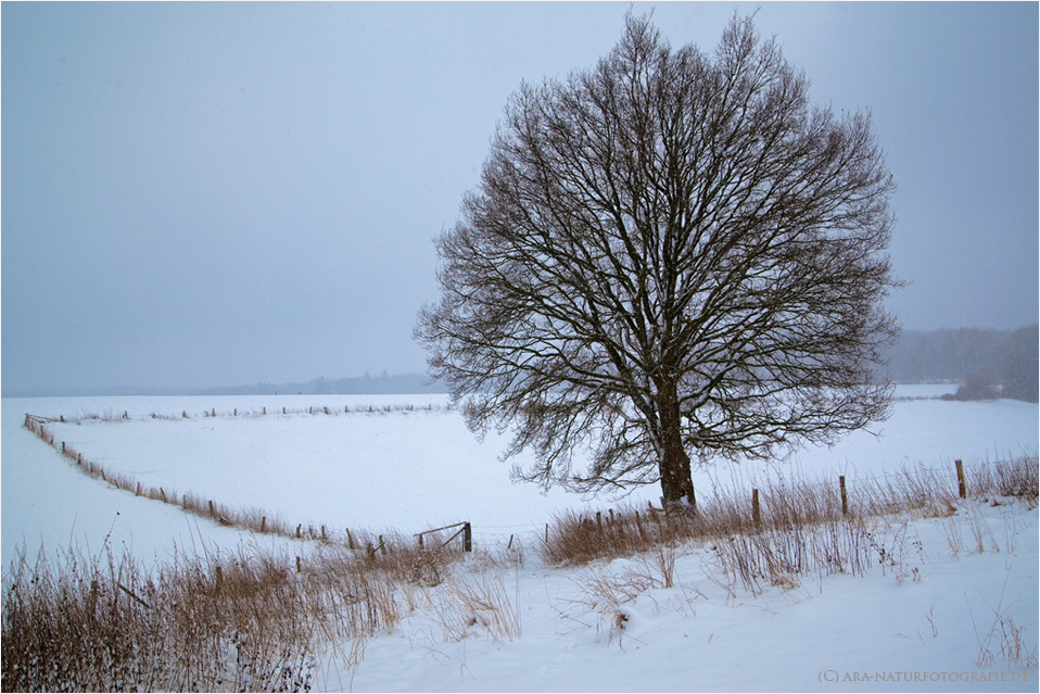 Solitär