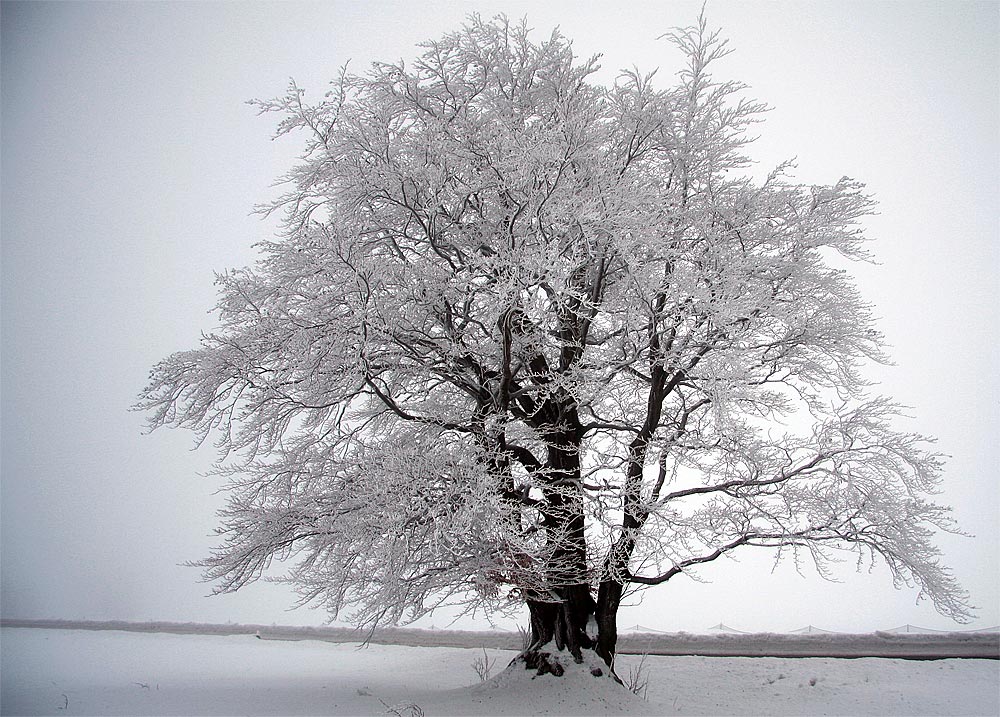 Solitär