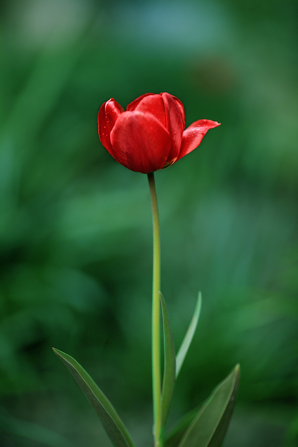 Solitär