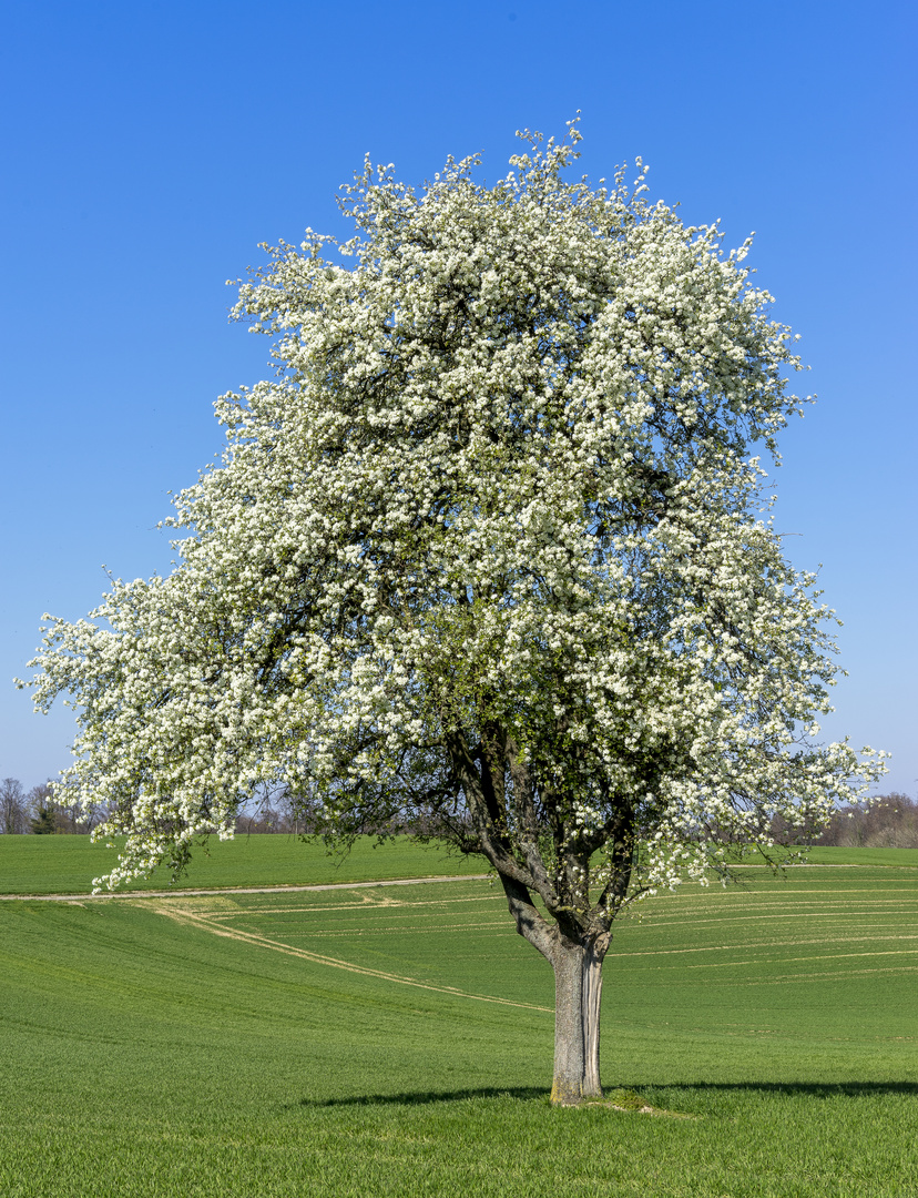 Solitär