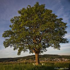 Solitär