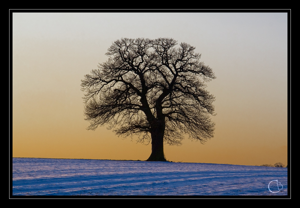 Solitär