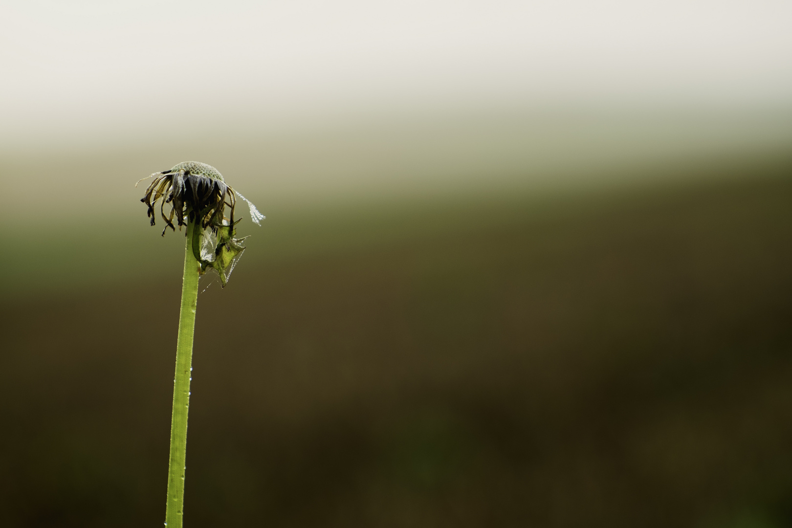 solitär