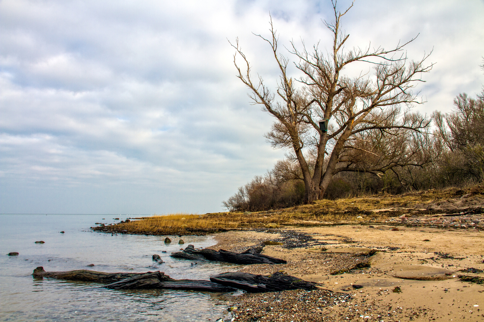 - Solitär am Meer -