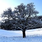 Solitär auf blau