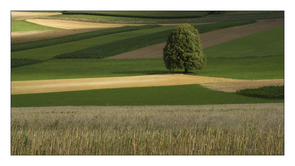 solitär auf weiter flur