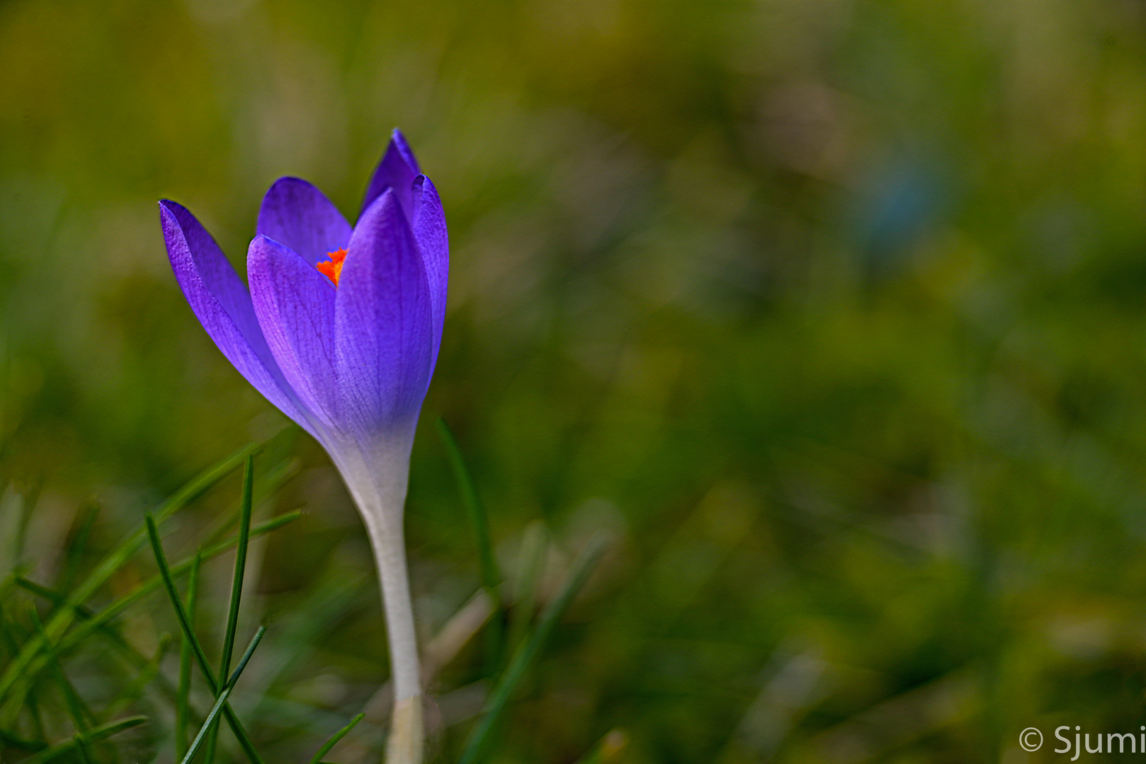 Solitär