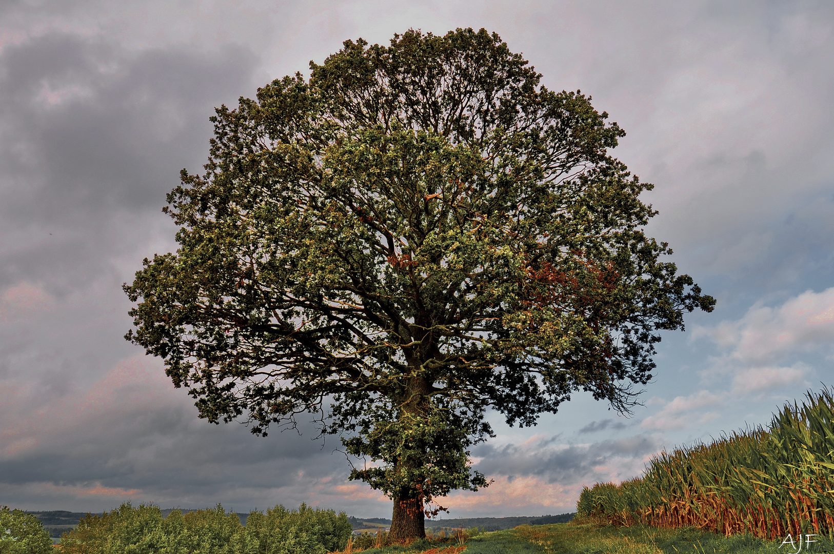 Solitär Baum