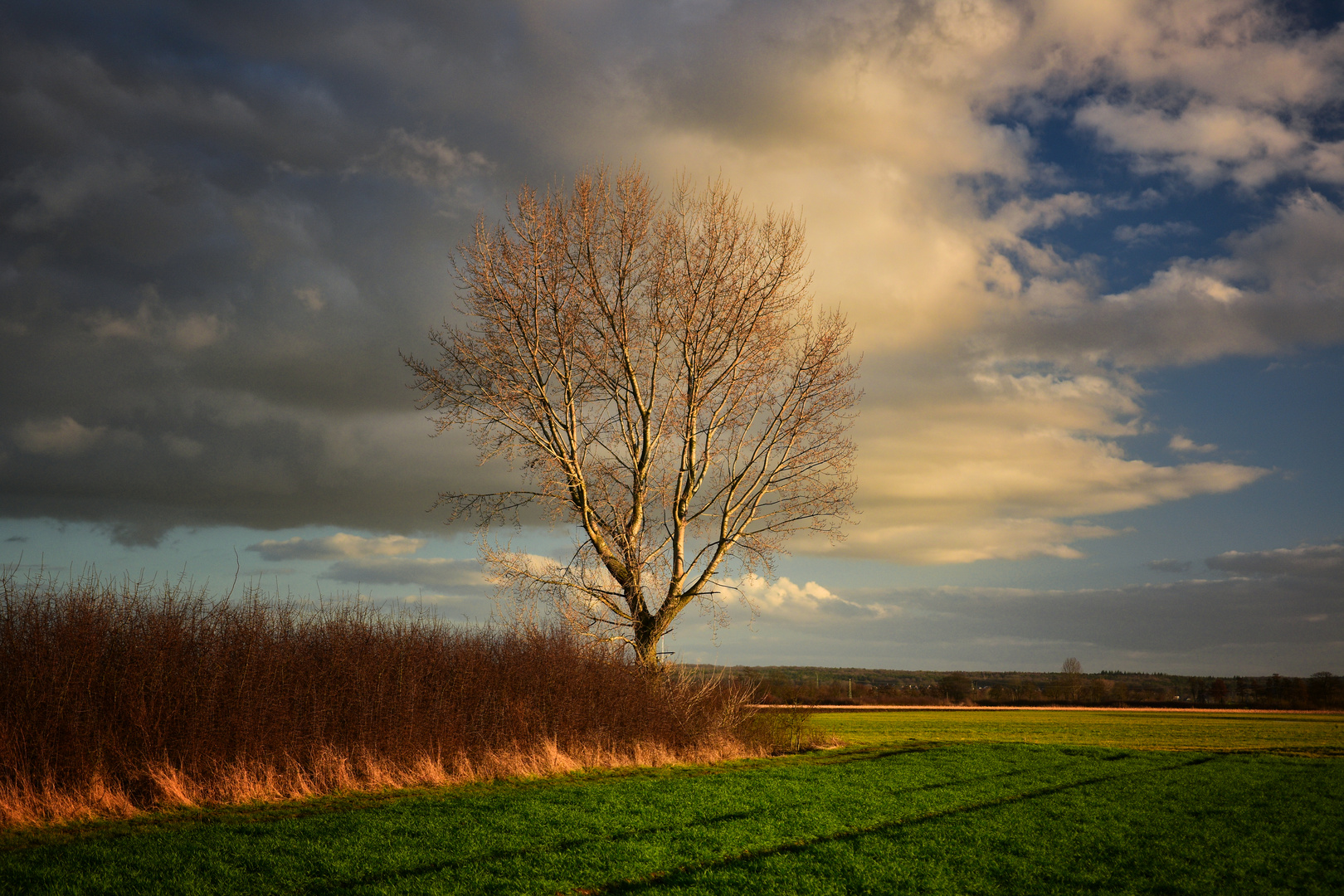 Solitär-Baum