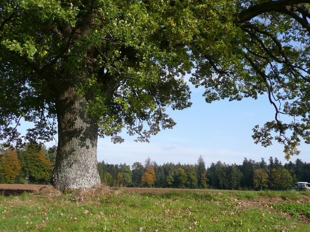 Solitär-Baum - bei Kaisersbach