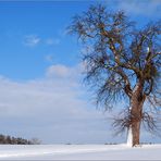 Solitär-Baum im Winter