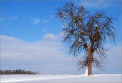 Solitär-Baum im Winter