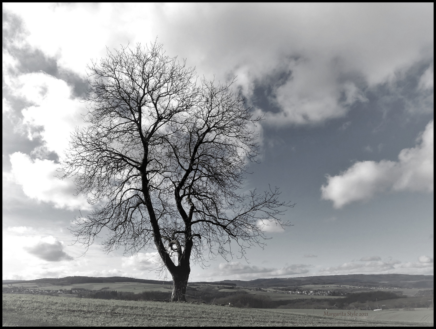 Solitär - Baum in der Landschaft