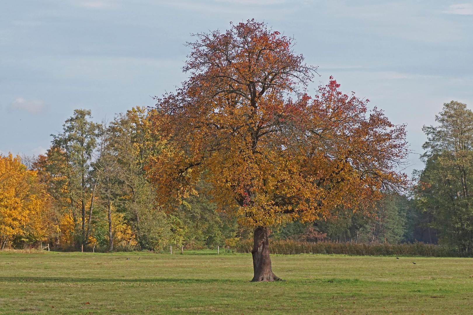 Solitär-Birnbaum