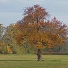 Solitär-Birnbaum