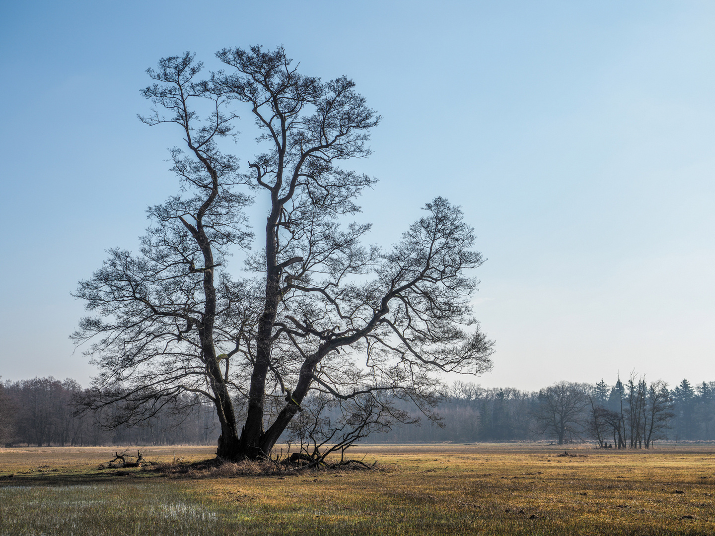 Solitär