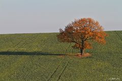 Solitär