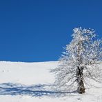 Solitär