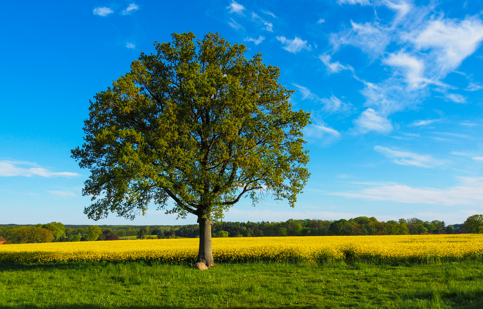 Solitär-Eiche am Rapsfeld