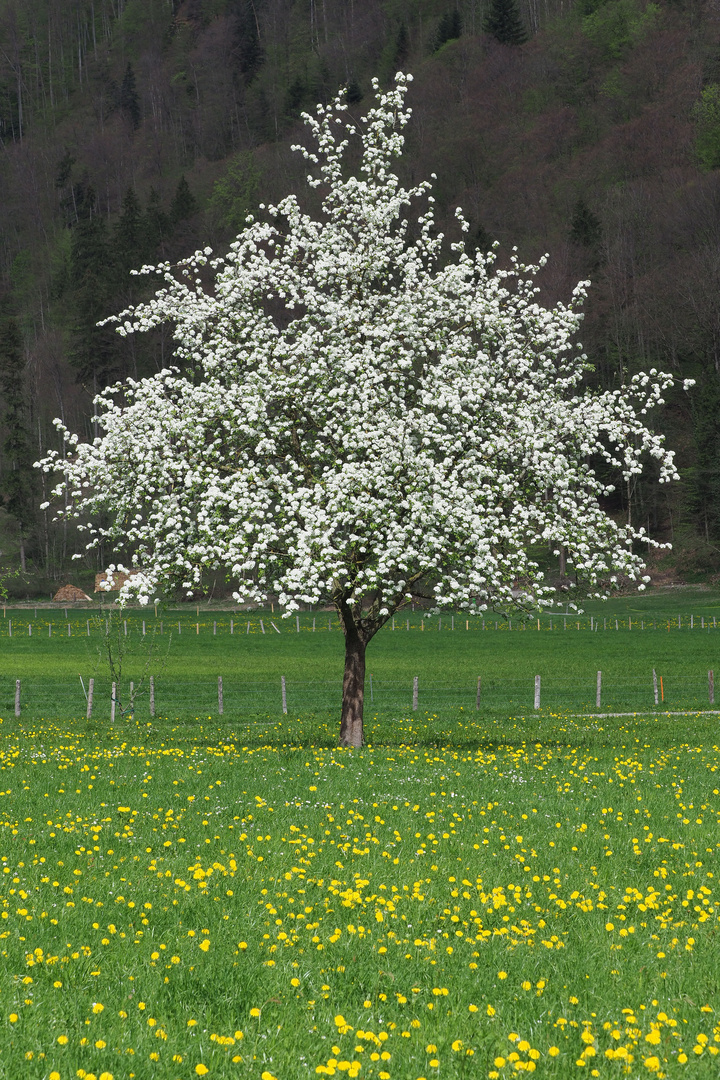 Solitär Bild Solitär Bild