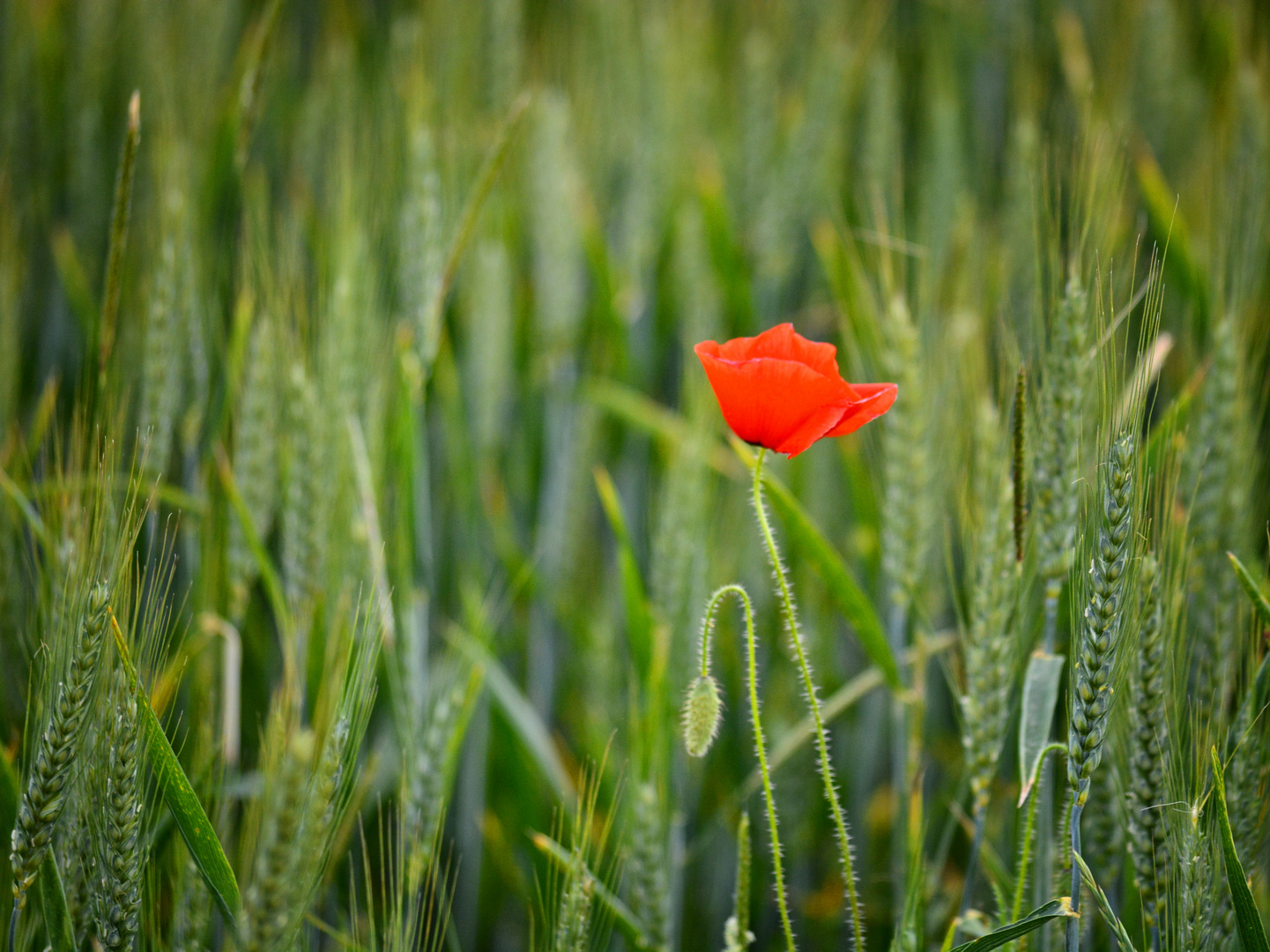 Solitär I