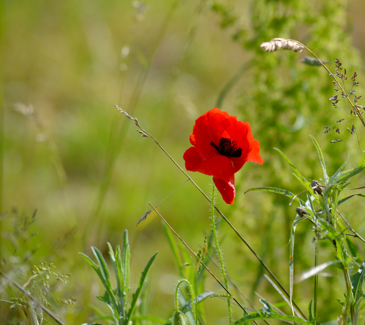 Solitär II